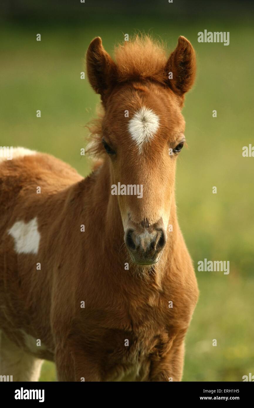 Cavallo islandese puledro Foto Stock