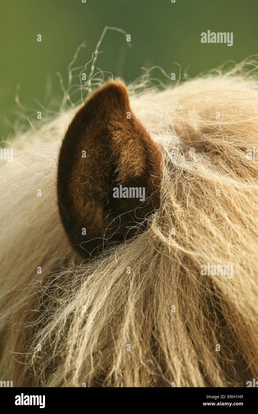 Cavallo islandese eye Foto Stock