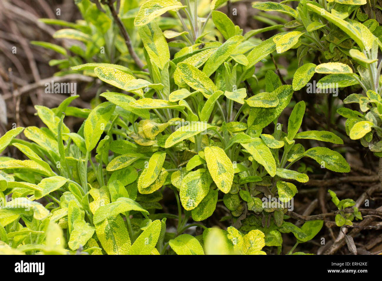 Il fogliame variegato delle erbe culinarie comuni di salvia, Salvia officinalis Icterina "" Foto Stock