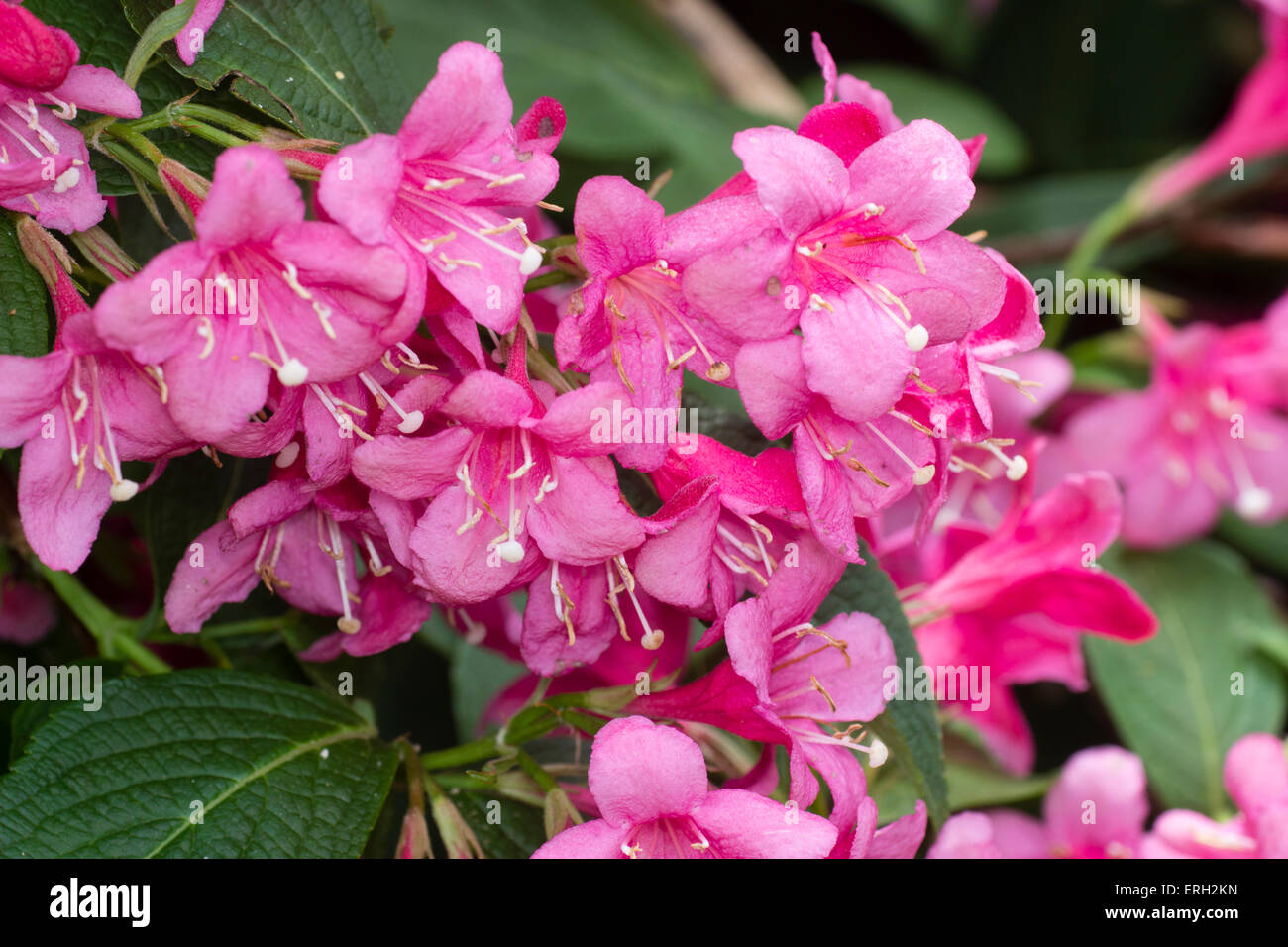 Ammassato rosa fiori di Maggio di Arbusti decidui, Weigela 'Abel Carriere' Foto Stock