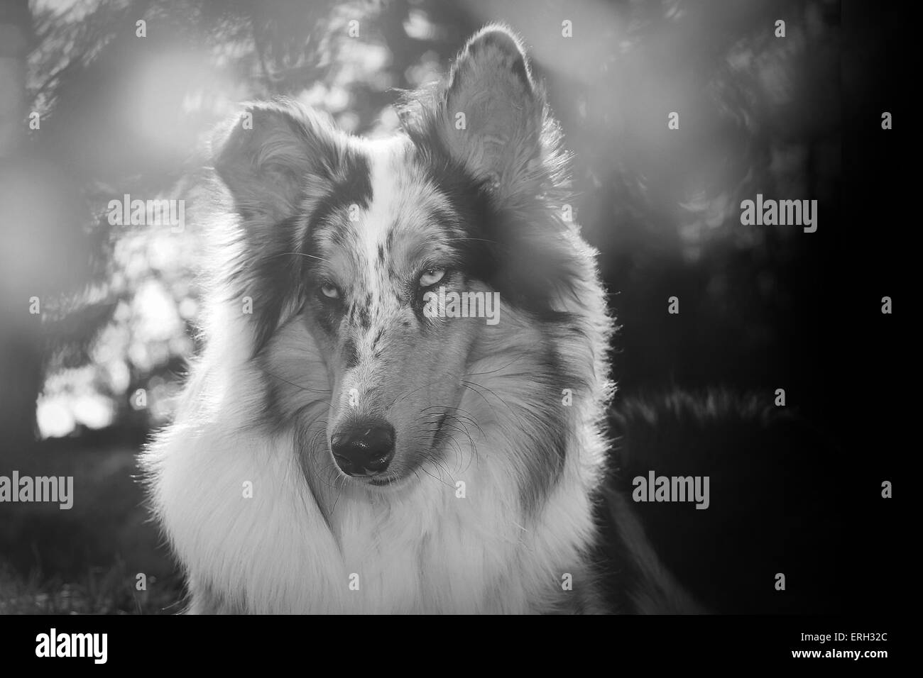 Collie longhaired ritratto Foto Stock