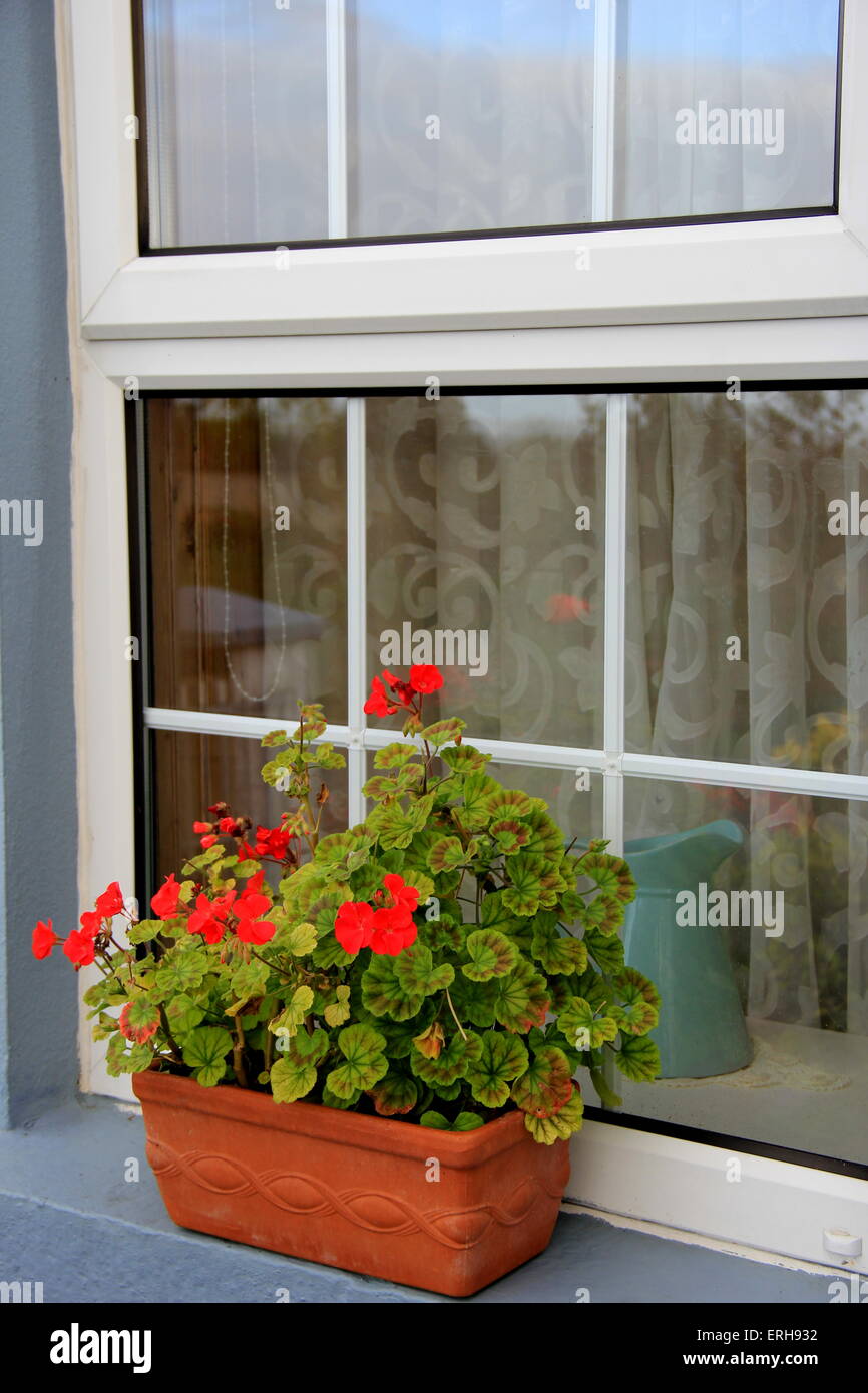 Bella scena del davanzale con pentola di coccio riempito con la caduta di colore rosso dei gerani Foto Stock