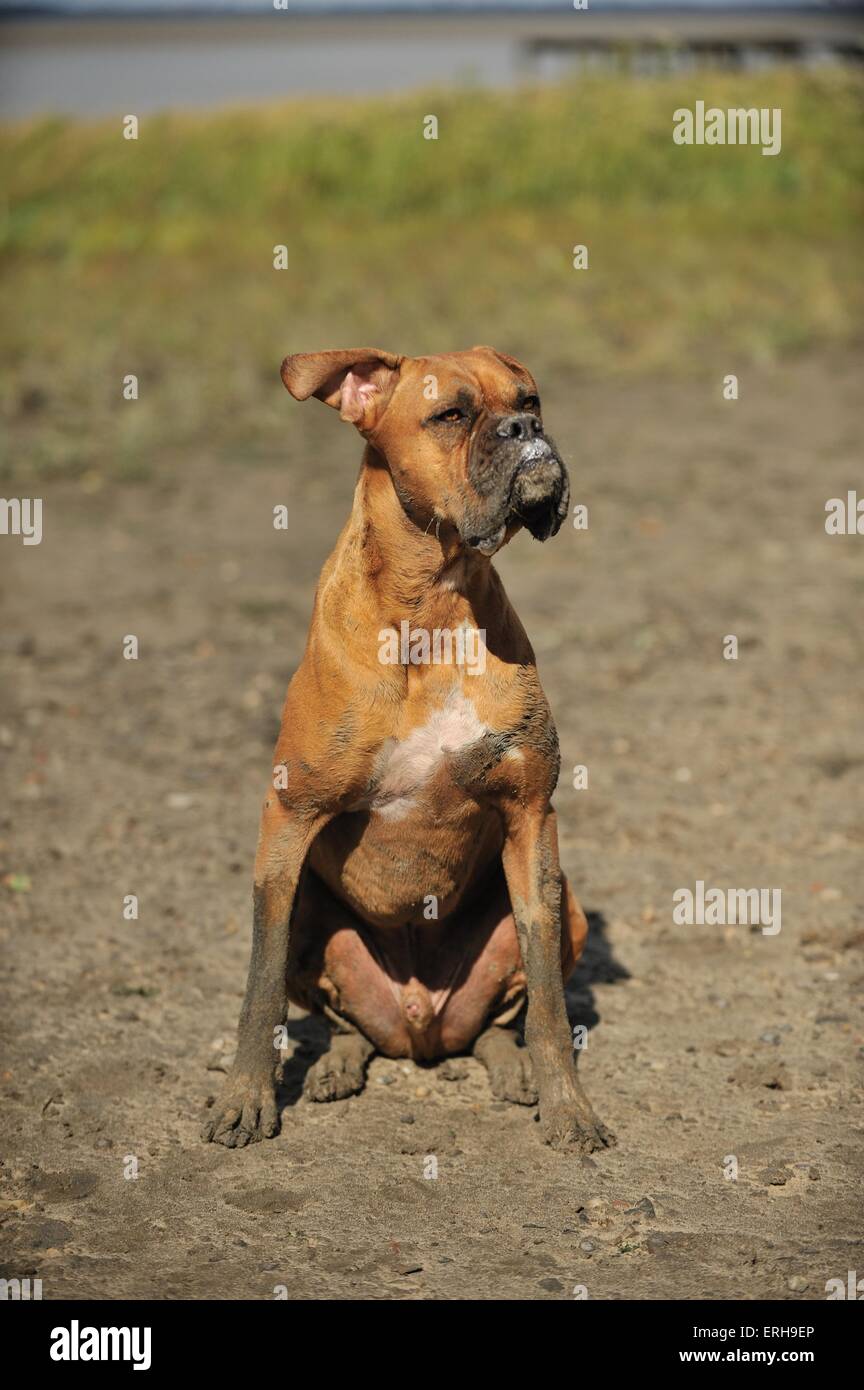 Boxer tedesco Foto Stock