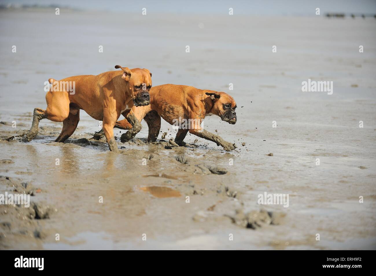 A piedi boxer tedesco Foto Stock