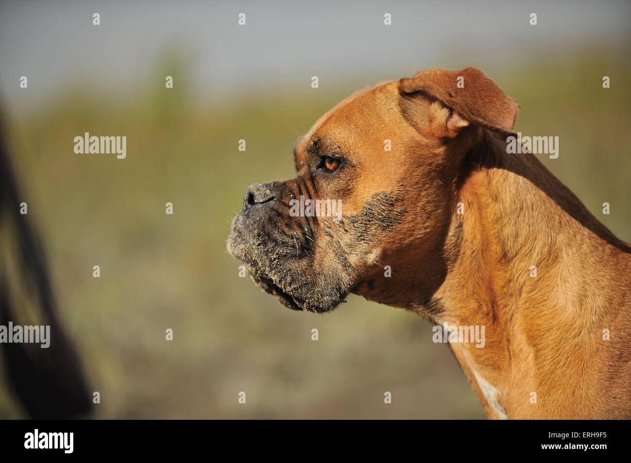 Boxer tedesche ritratto Foto Stock