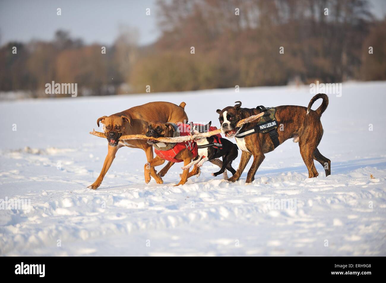 suonare da cani Foto Stock