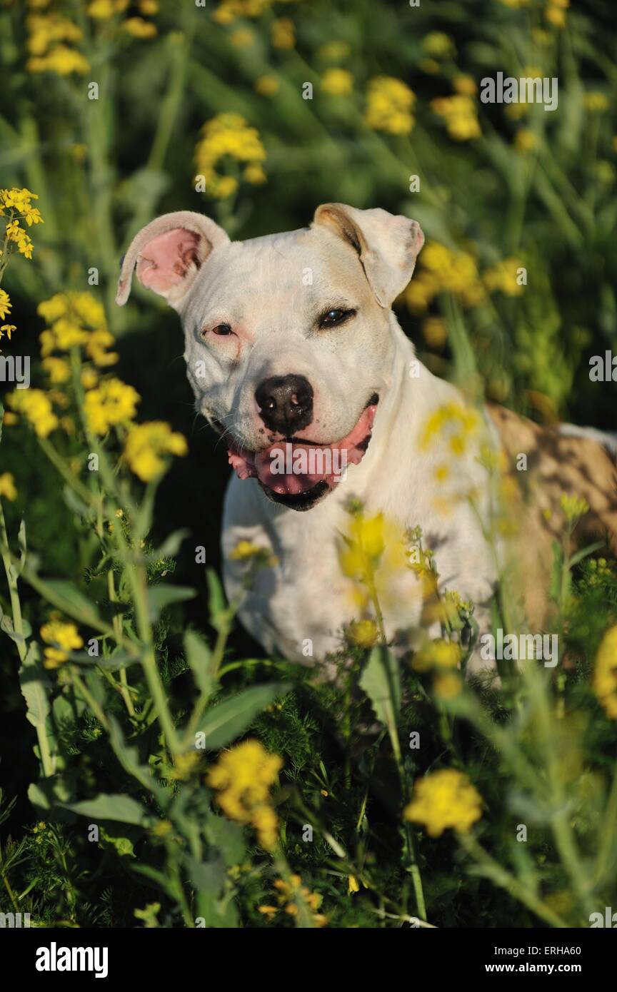 Mongrel ritratto Foto Stock