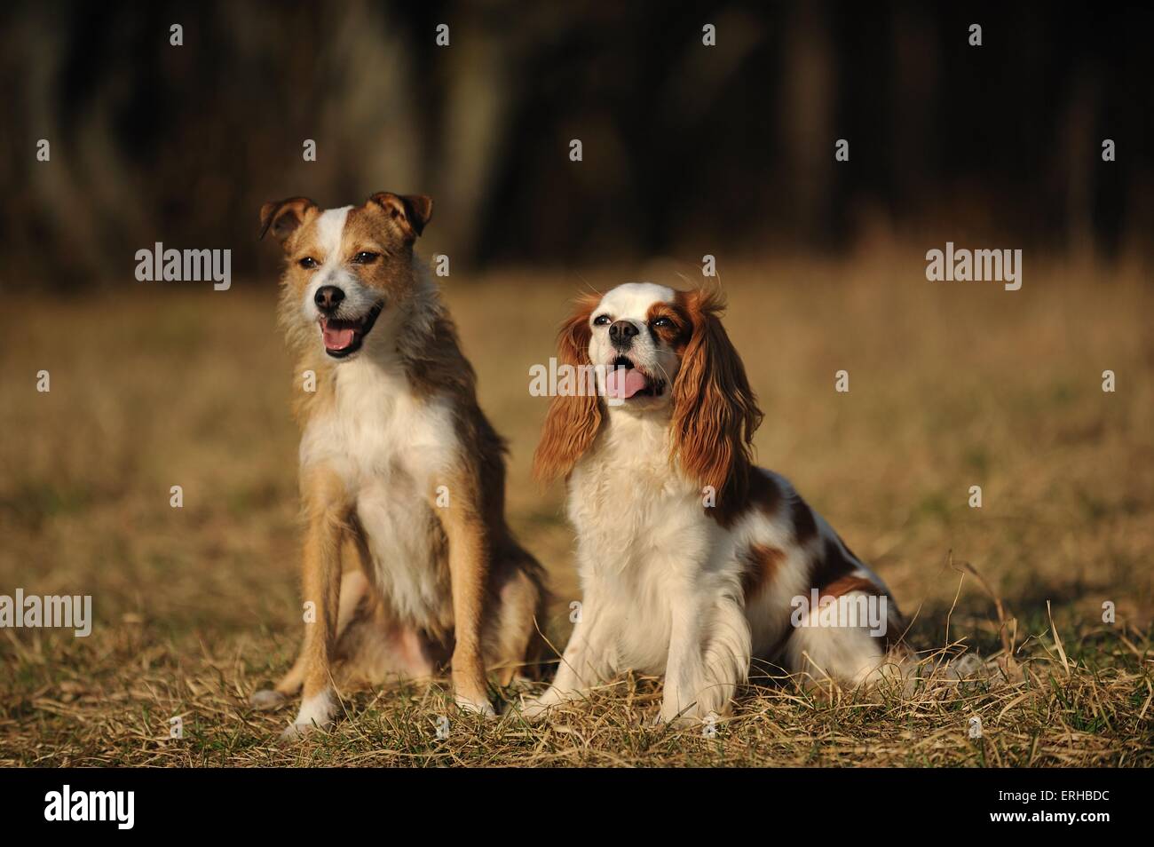 2 cani Foto Stock
