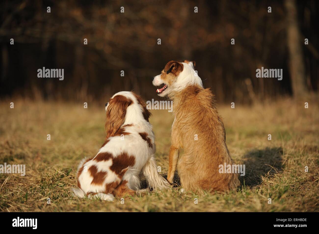 2 cani Foto Stock
