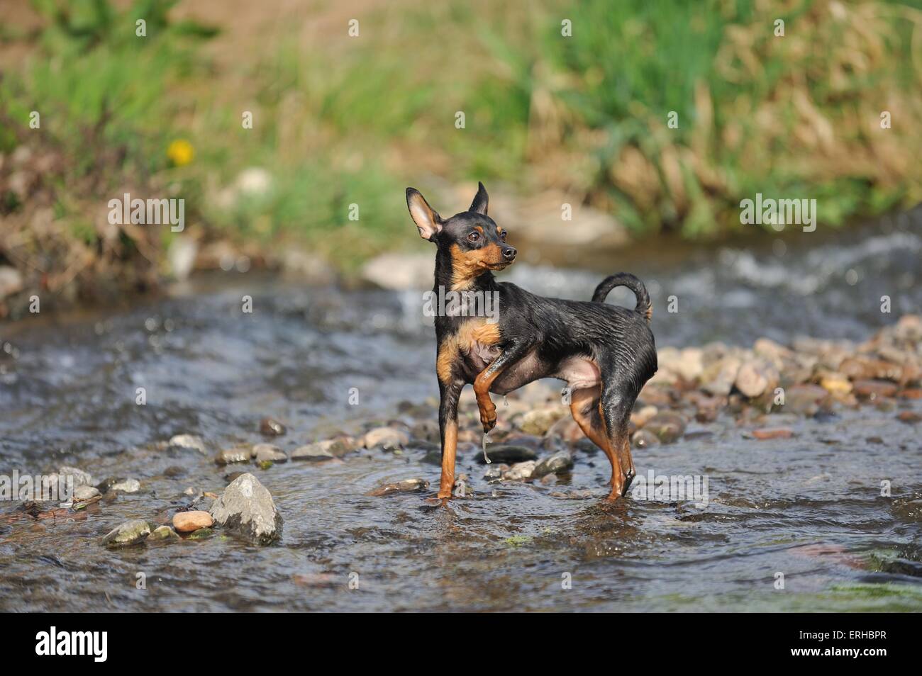 La balneazione Russian Toy Terrier Foto Stock