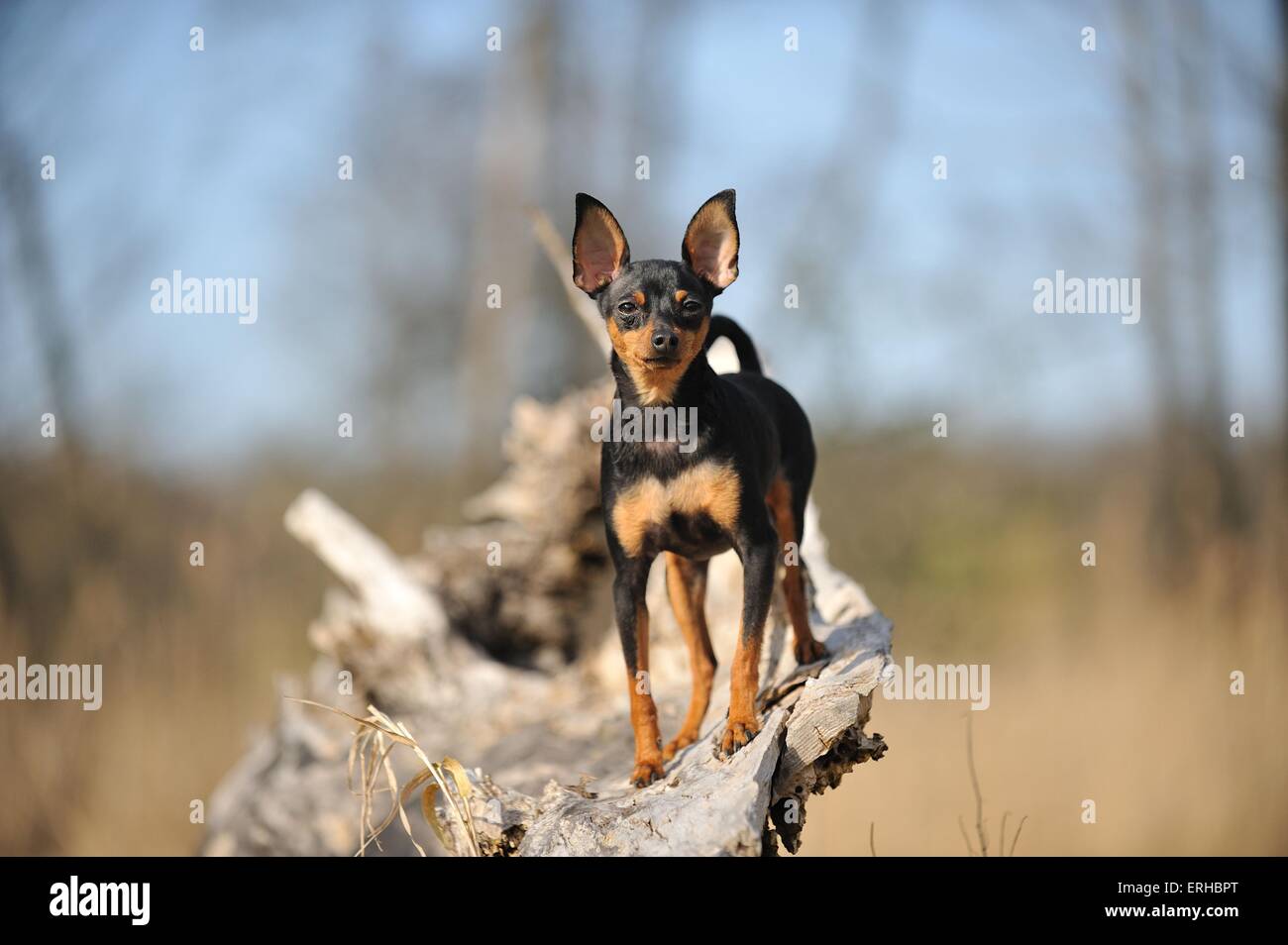 Russian Toy Terrier Foto Stock
