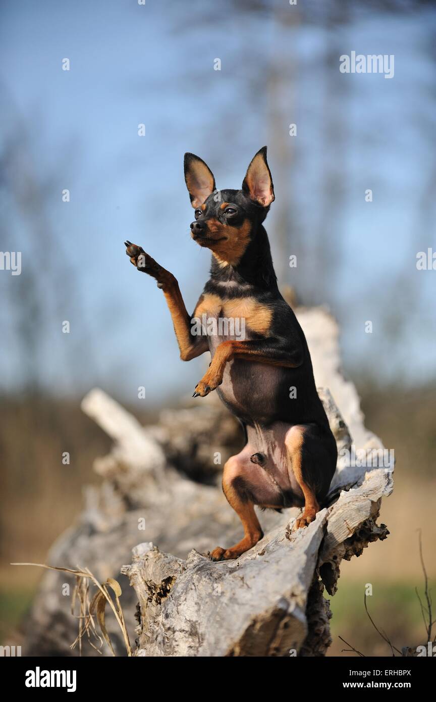Russian Toy Terrier mostra trucco Foto Stock
