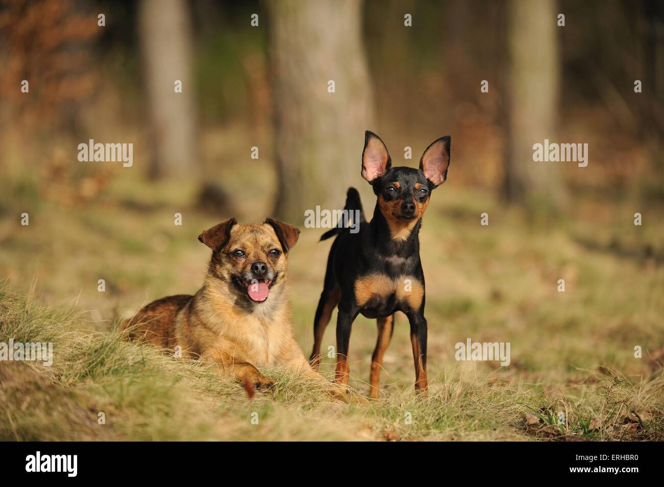 2 cani Foto Stock