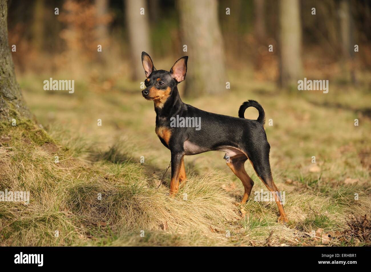 Russian Toy Terrier Foto Stock