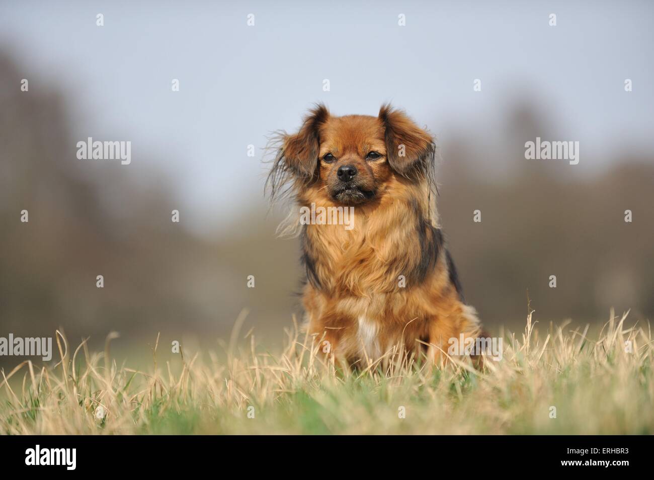 Seduta Spaniel tibetano Foto Stock