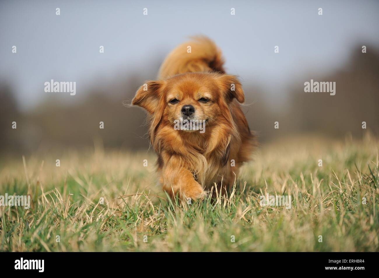 A piedi Spaniel tibetano Foto Stock
