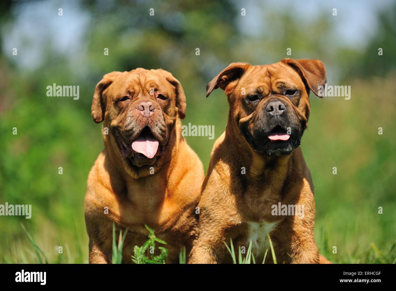 2 Bordeauxdogs Foto Stock