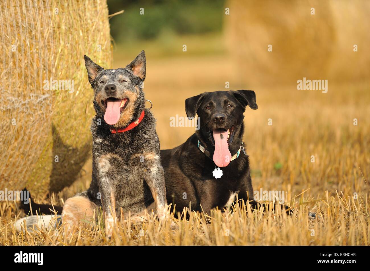 2 cani Foto Stock
