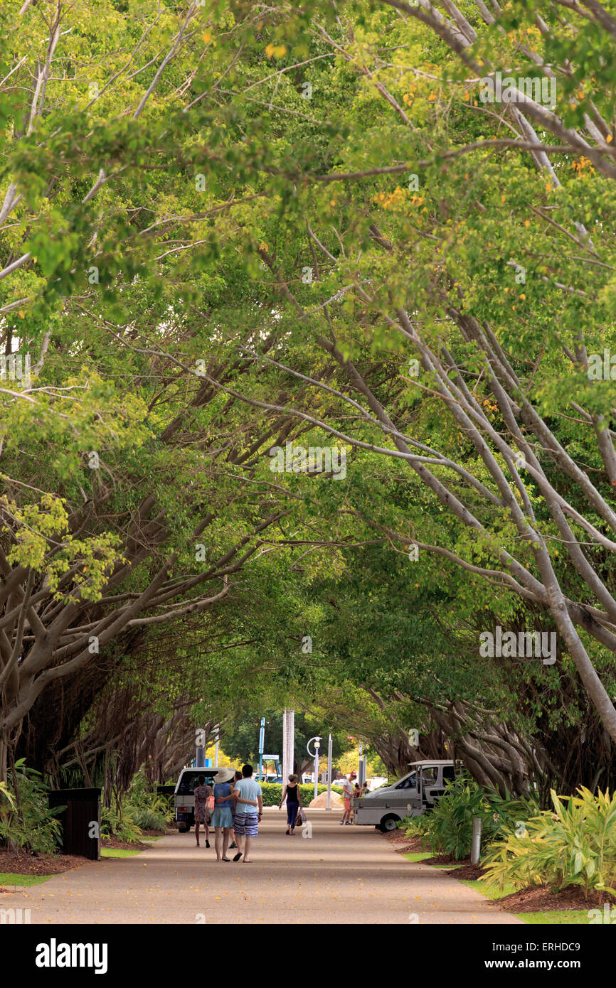 Guardando lungo un viale di alberi per la Esplanade di Cairns, Queensland, Australia Foto Stock