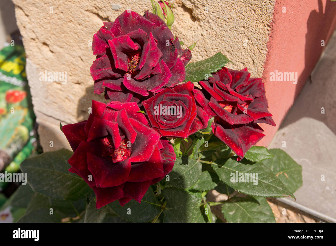 Rose Isabella in vendita in un giardino nel centro di Maiorca Foto Stock