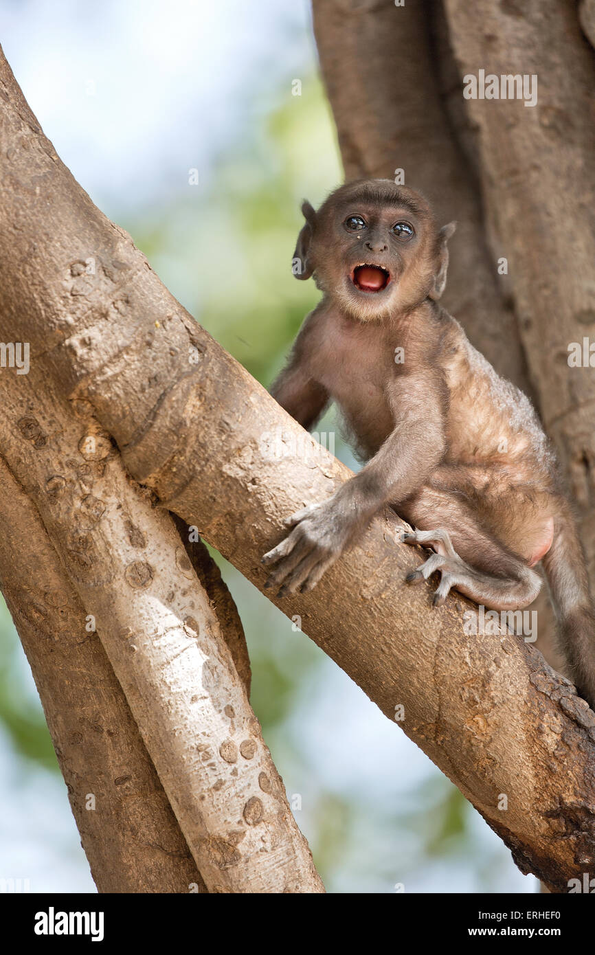 Una piccola scimmia bambino è spaventato seduto da solo su una struttura ad albero Foto Stock