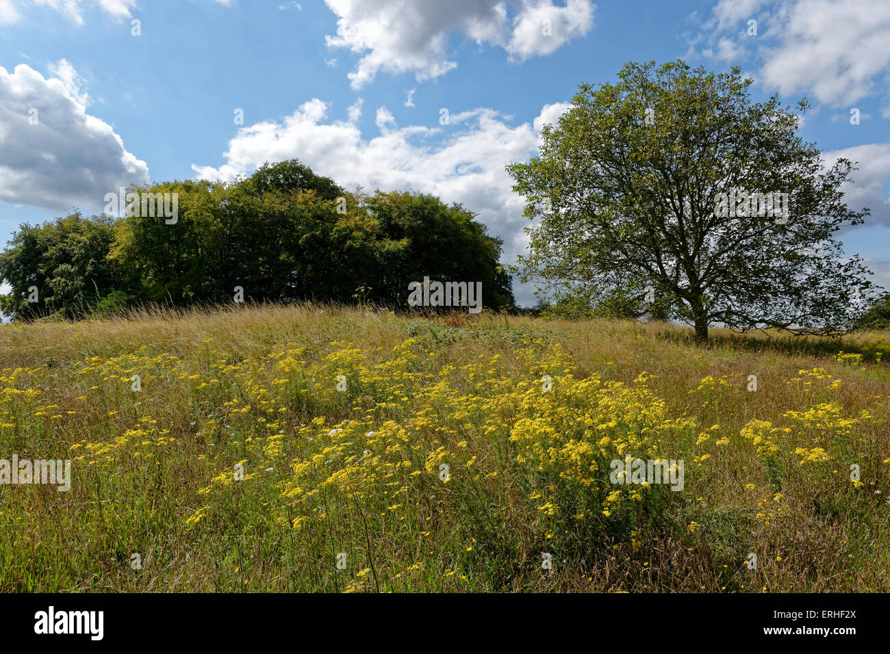 St Catherine'S Hill, Iron Age Hill Fort, Winchester, Hampshire, Inghilterra, Regno Unito, Gb. Foto Stock