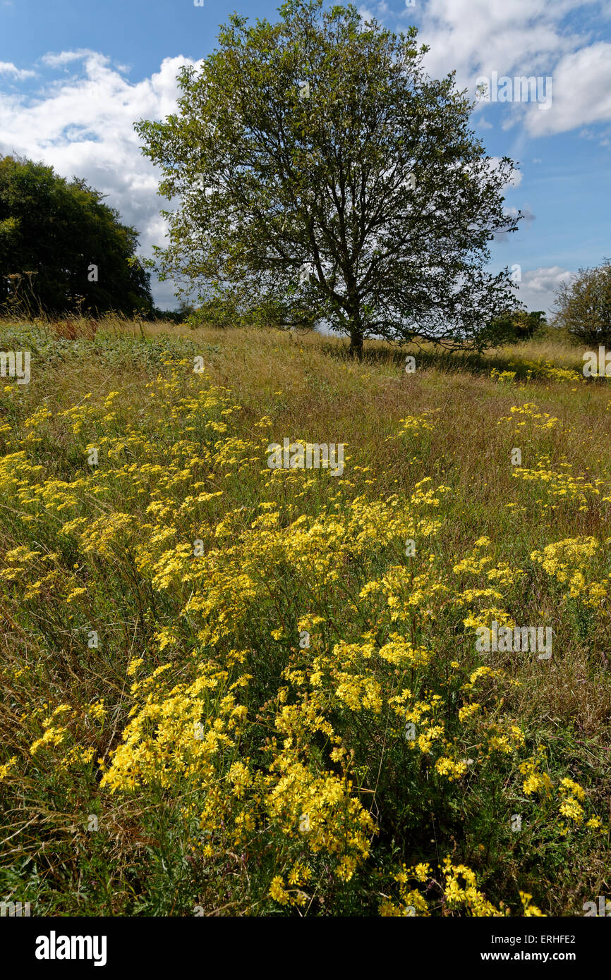 St Catherine'S Hill, Iron Age Hill Fort, Winchester, Hampshire, Inghilterra, Regno Unito, Gb. Foto Stock