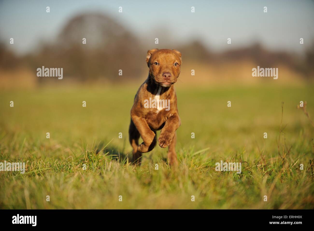 Giovani Pitbull-mongrel Foto Stock