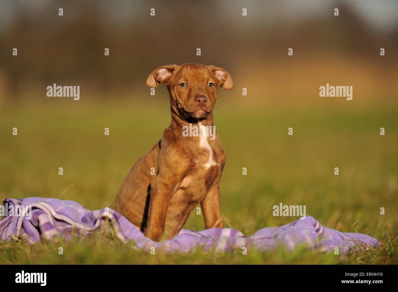 Giovani Pitbull-mongrel Foto Stock
