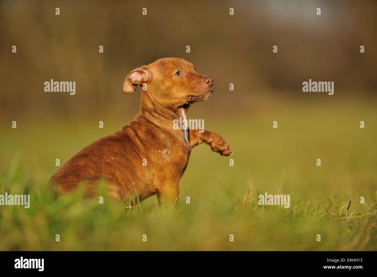 Giovani Pitbull-mongrel Foto Stock