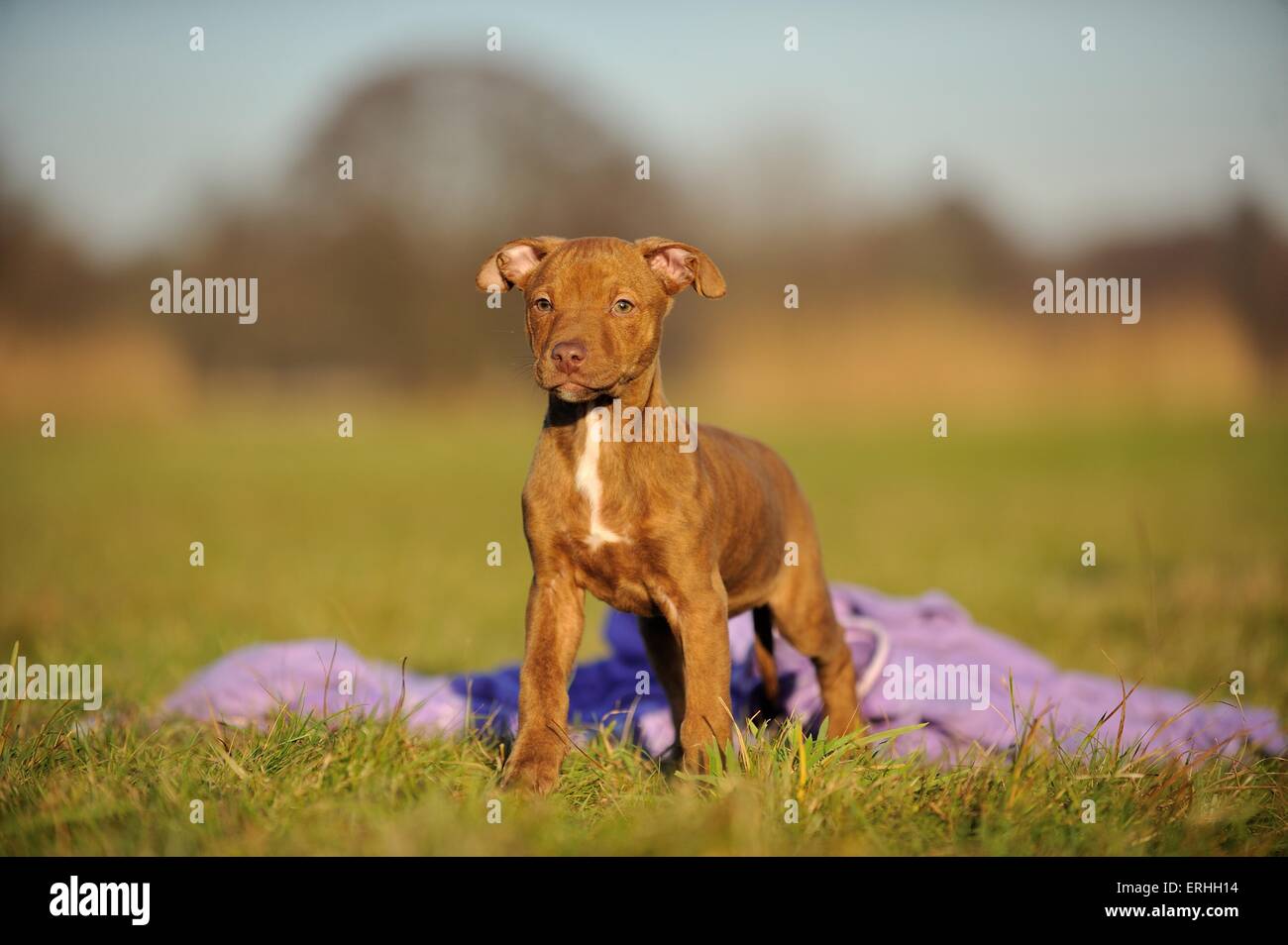 Giovani Pitbull-mongrel Foto Stock