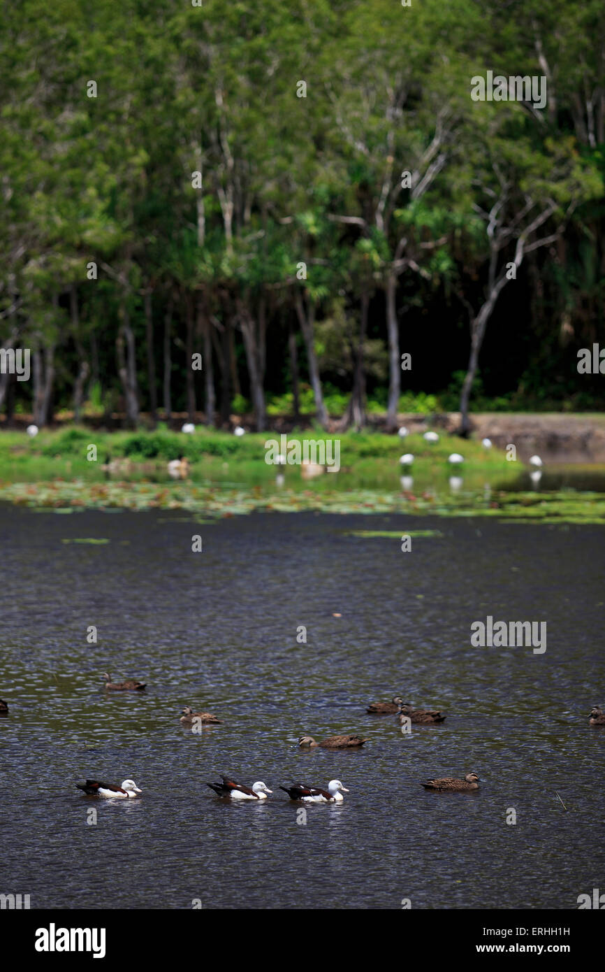 Radjah Shellducks (Tadorna radjah) nuotare attraverso l'acqua fresca Lago sezione del Centenario laghi adiacente al giardino botanico Foto Stock