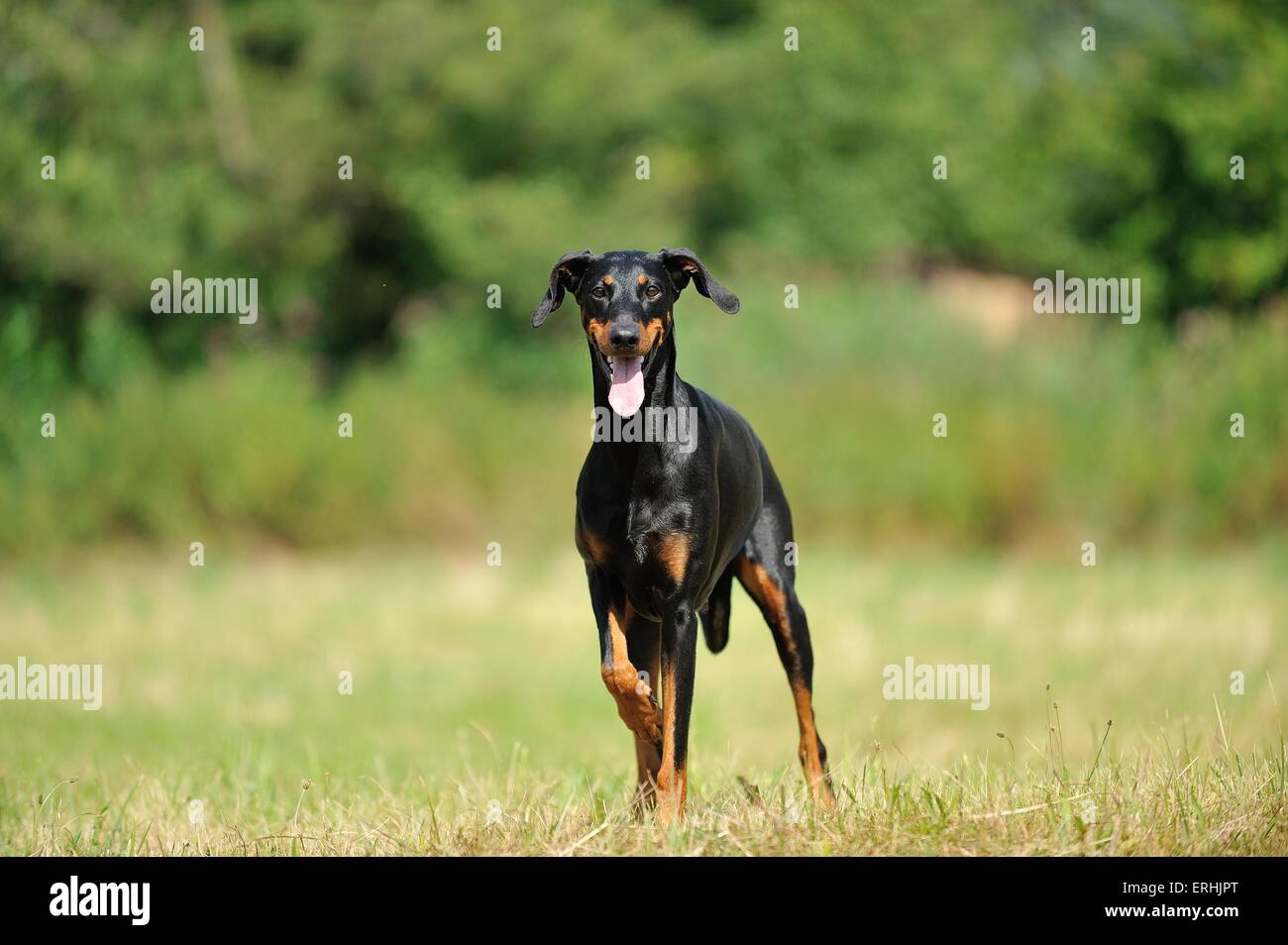 In piedi Dobermann Foto Stock