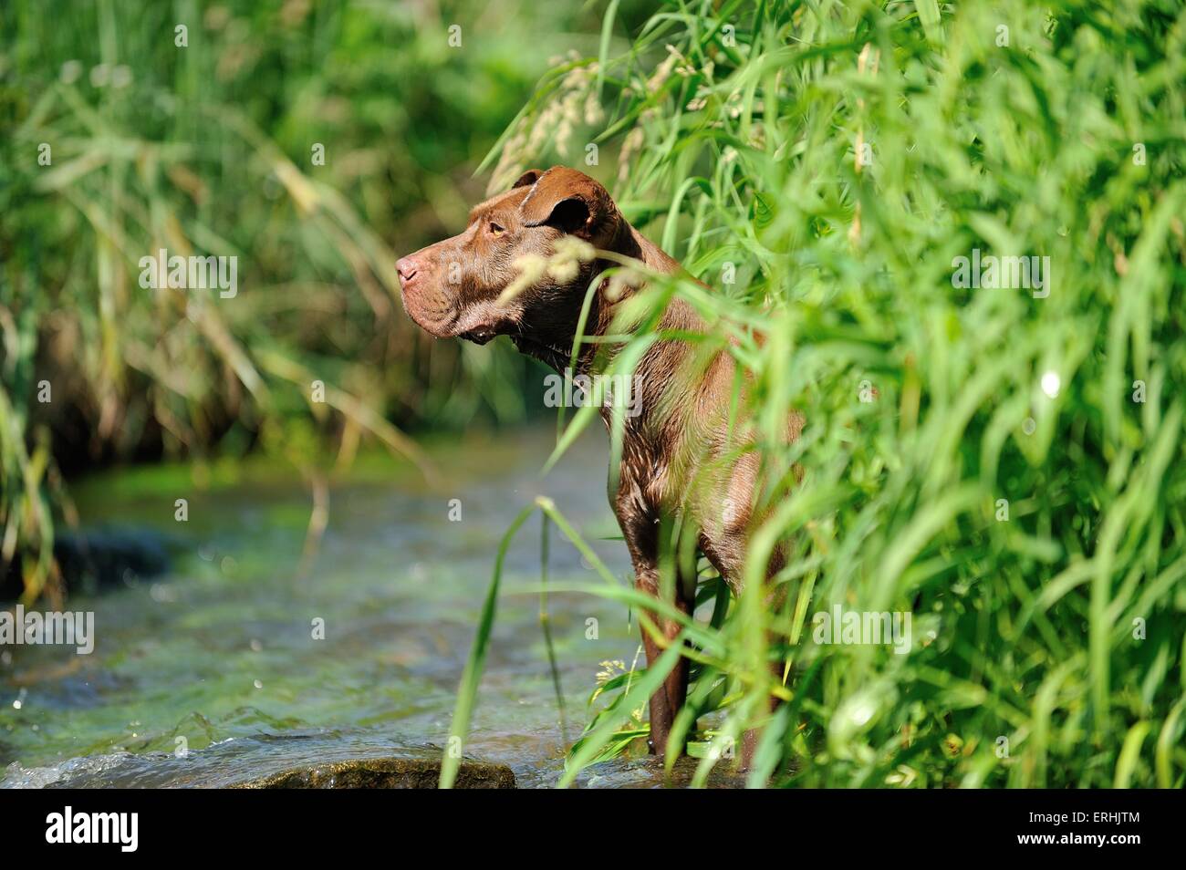 L'American Pit Bull Terrier Foto Stock