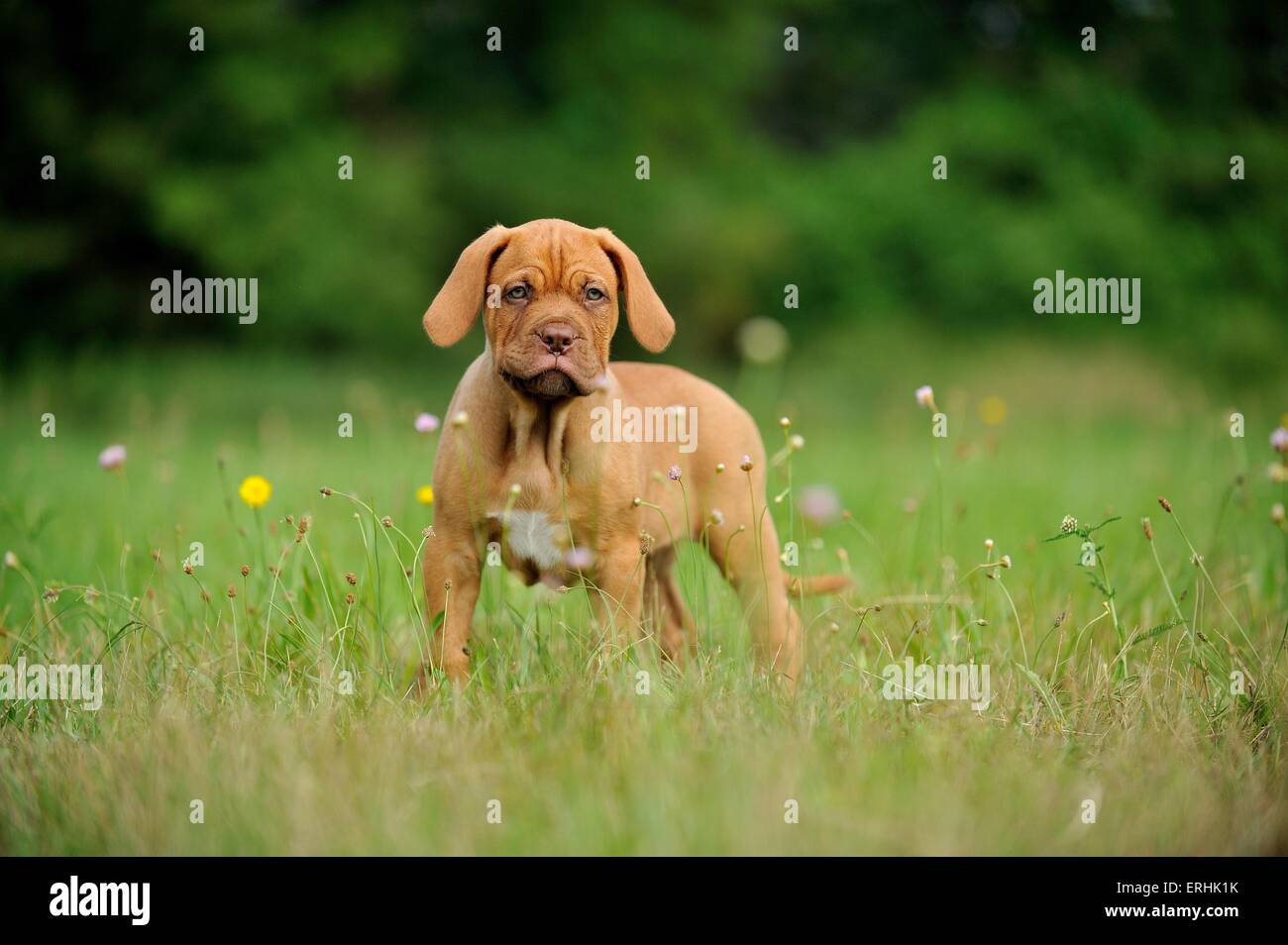 Dogue de Bordeaux cucciolo Foto Stock
