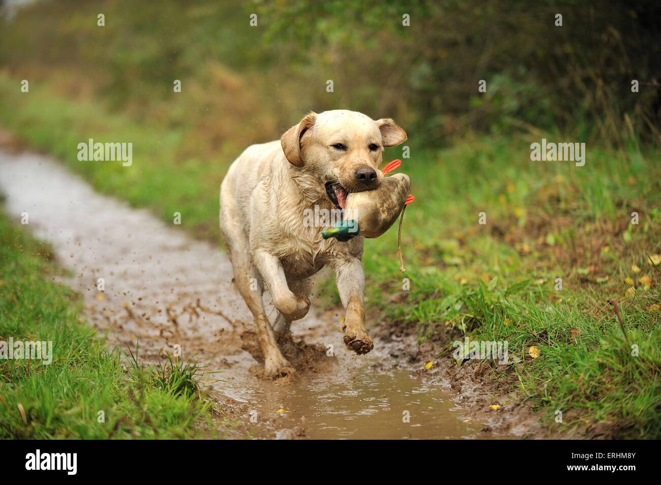 Il recupero di Labrador Retriever Foto Stock