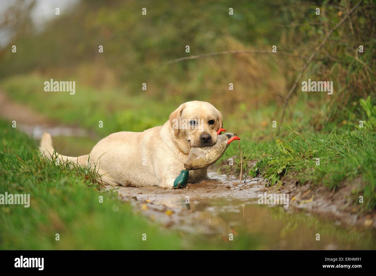 Il recupero di Labrador Retriever Foto Stock