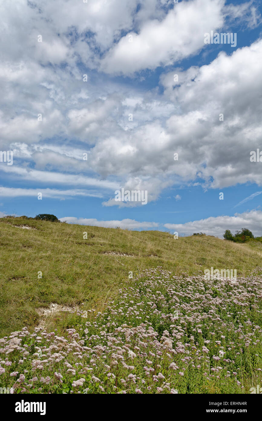 St Cathrin's Hill, Riserva Naturale SSI, Winchester, Hampshire, Inghilterra, REGNO UNITO, GB. Foto Stock