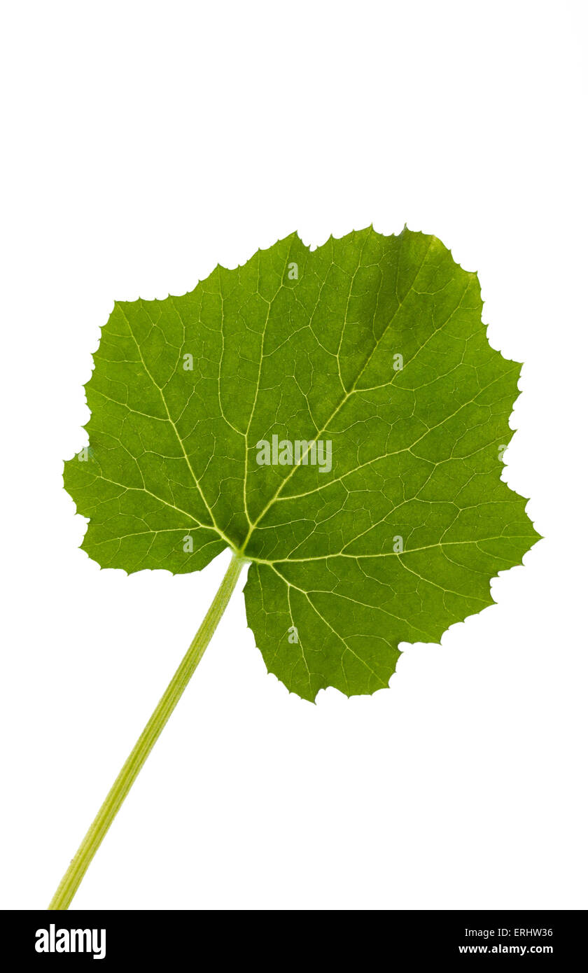 Chiudere l immagine di foglie di zucchine su bianco Foto Stock