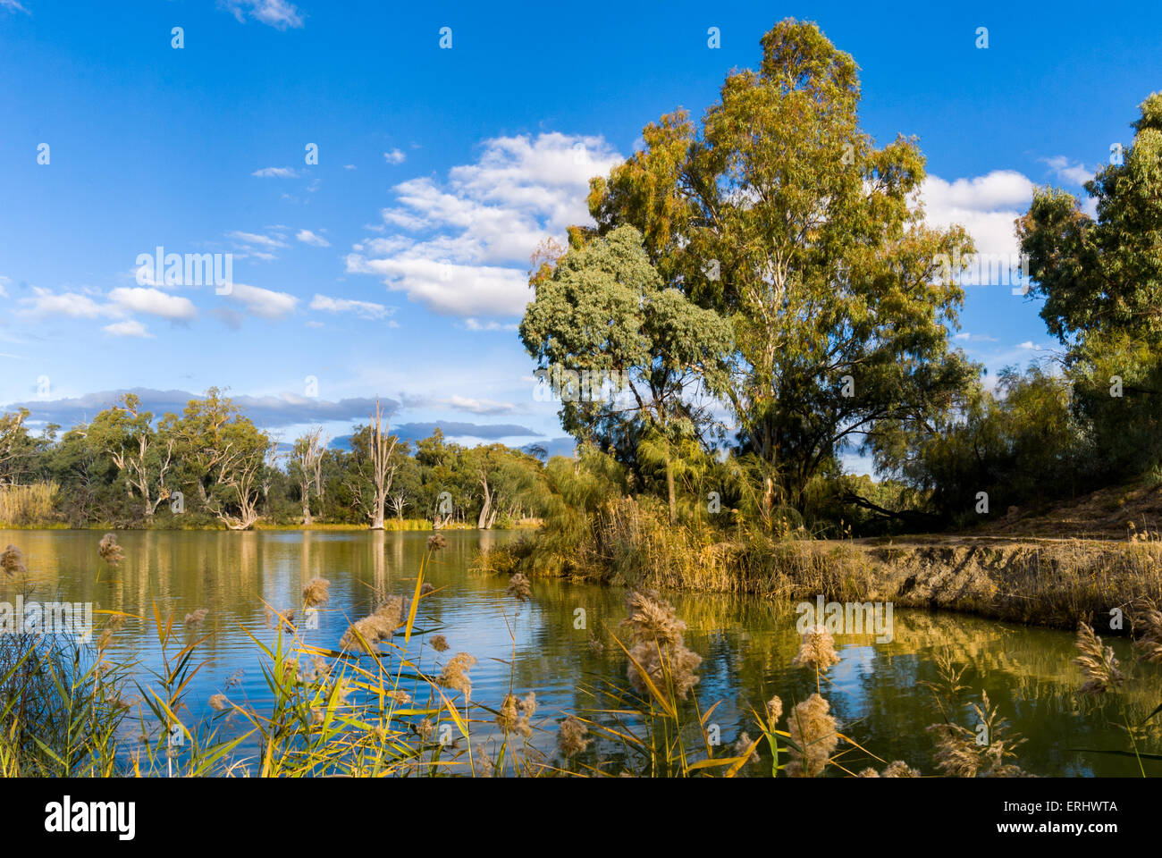 Il paesaggio tradizionale Murray River in South Australia, Australia Foto Stock