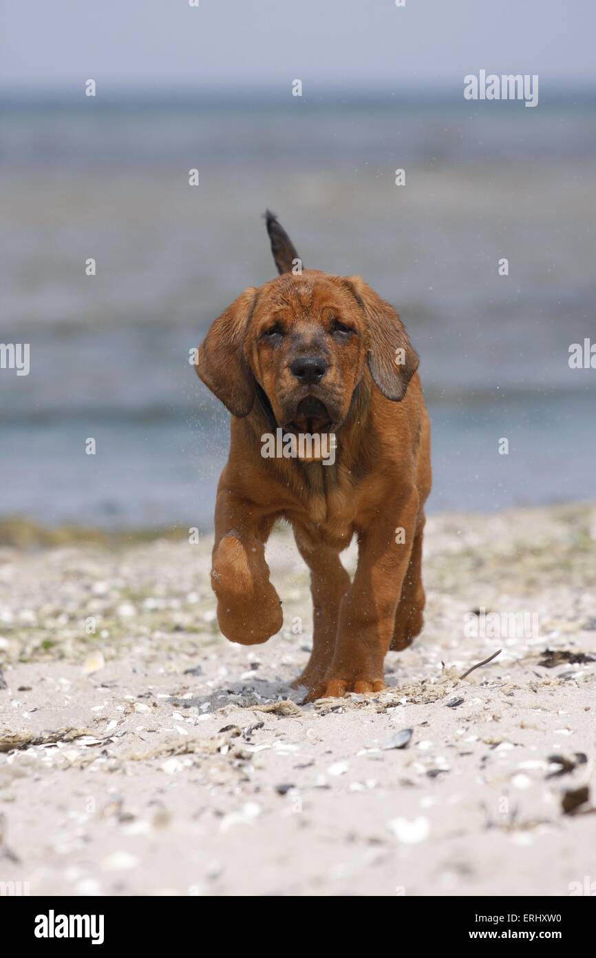 Cucciolo di Tosa Inu Foto Stock