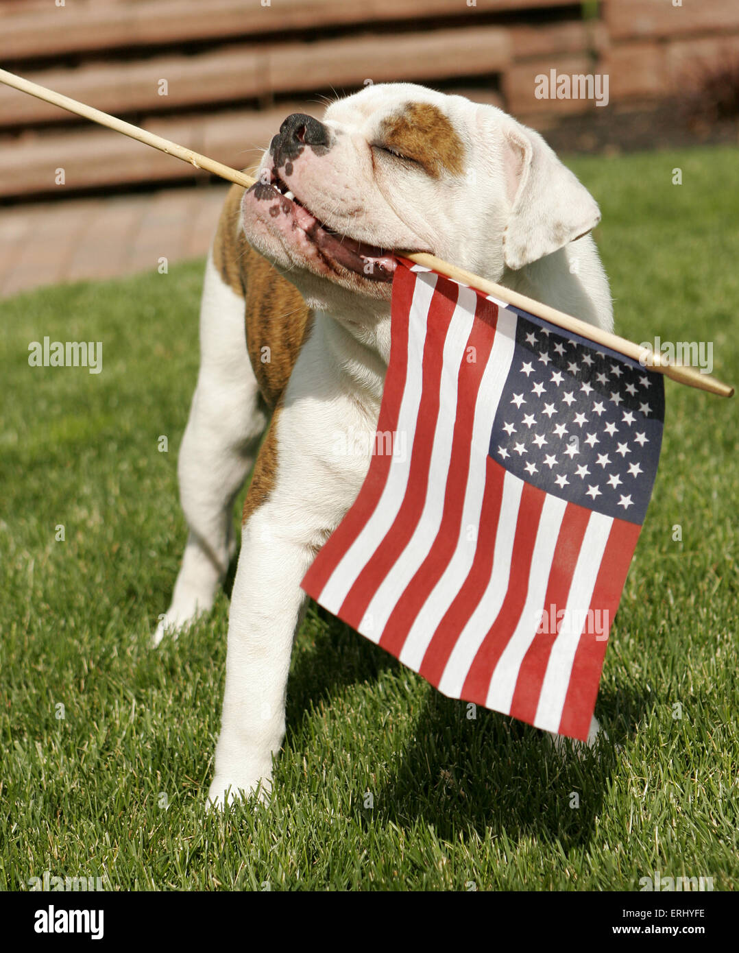Un Bulldog inglese cucciolo sventola la bandiera americana Foto stock -  Alamy
