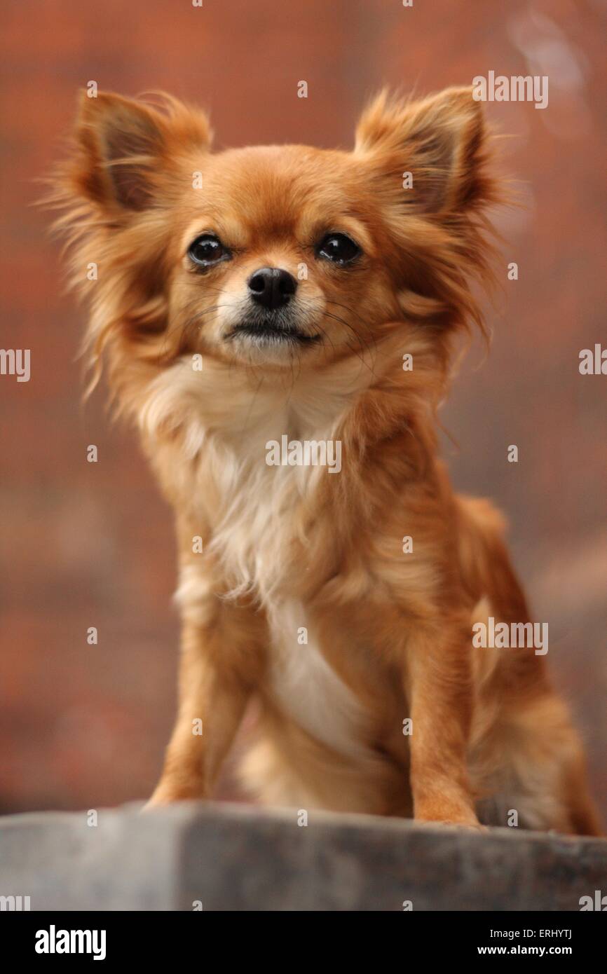 Udienza longhaired Chihuahua Foto Stock