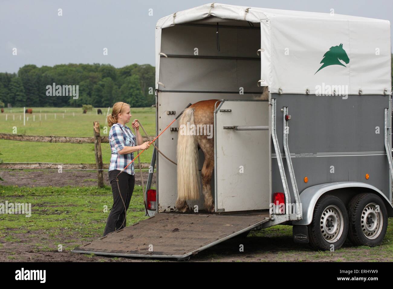 Donna con cavalli di razza Haflinger Foto Stock