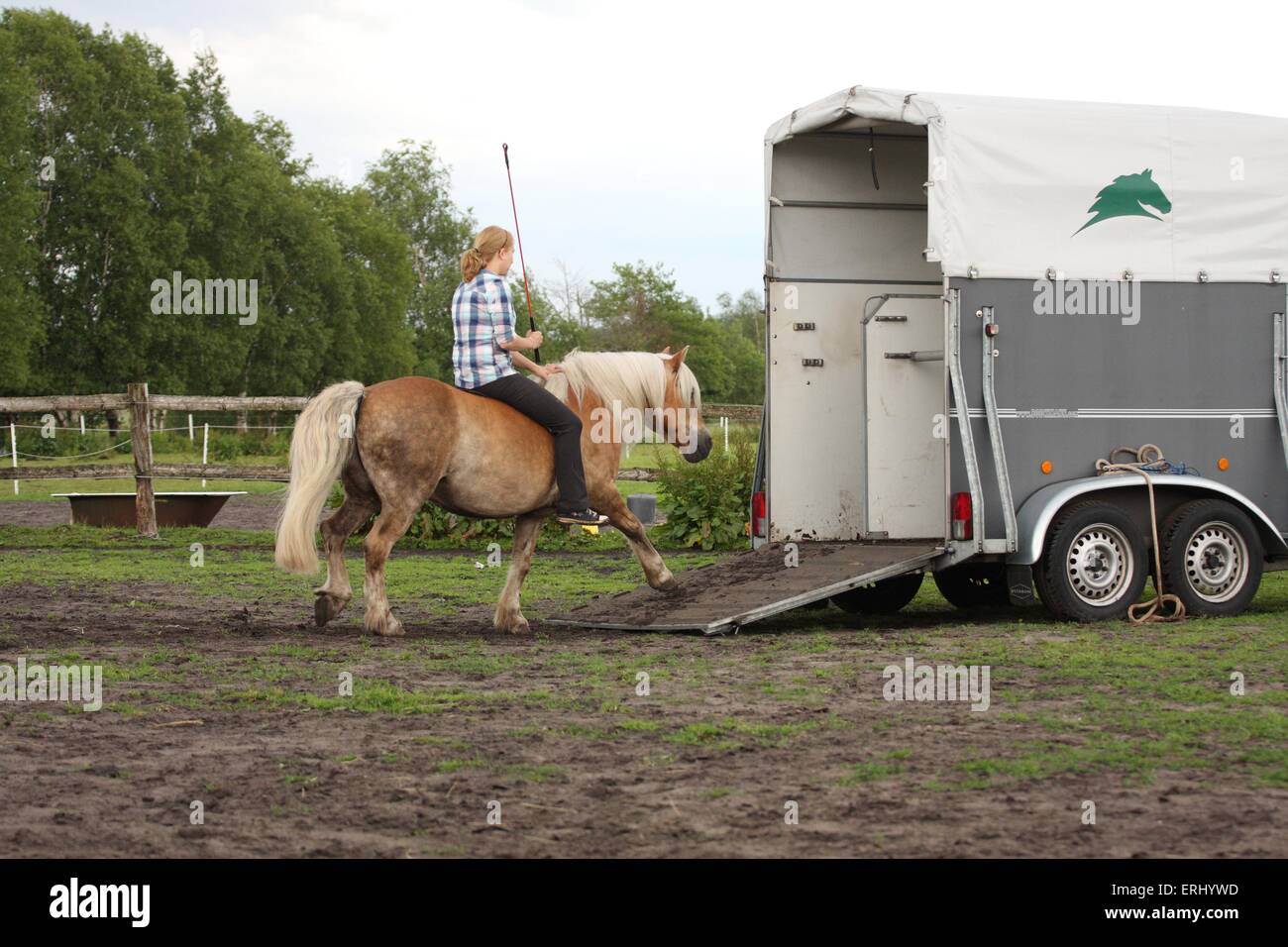 Donna con cavalli di razza Haflinger Foto Stock