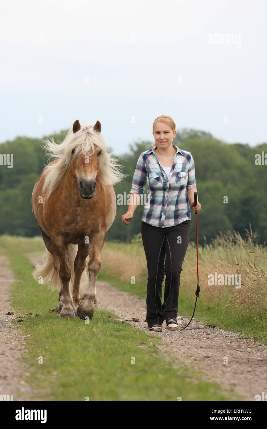Donna con cavalli di razza Haflinger Foto Stock