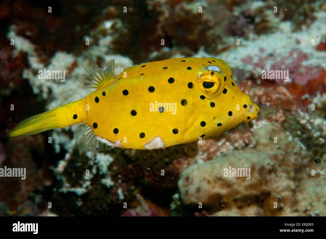 pesce scatola giallo Foto Stock