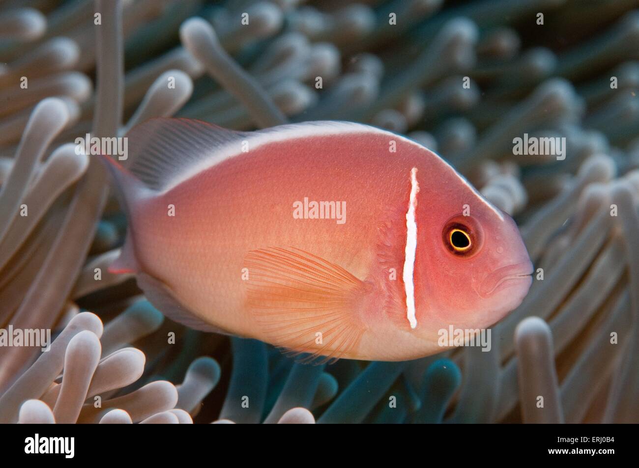 Anemonefish rosa Foto Stock