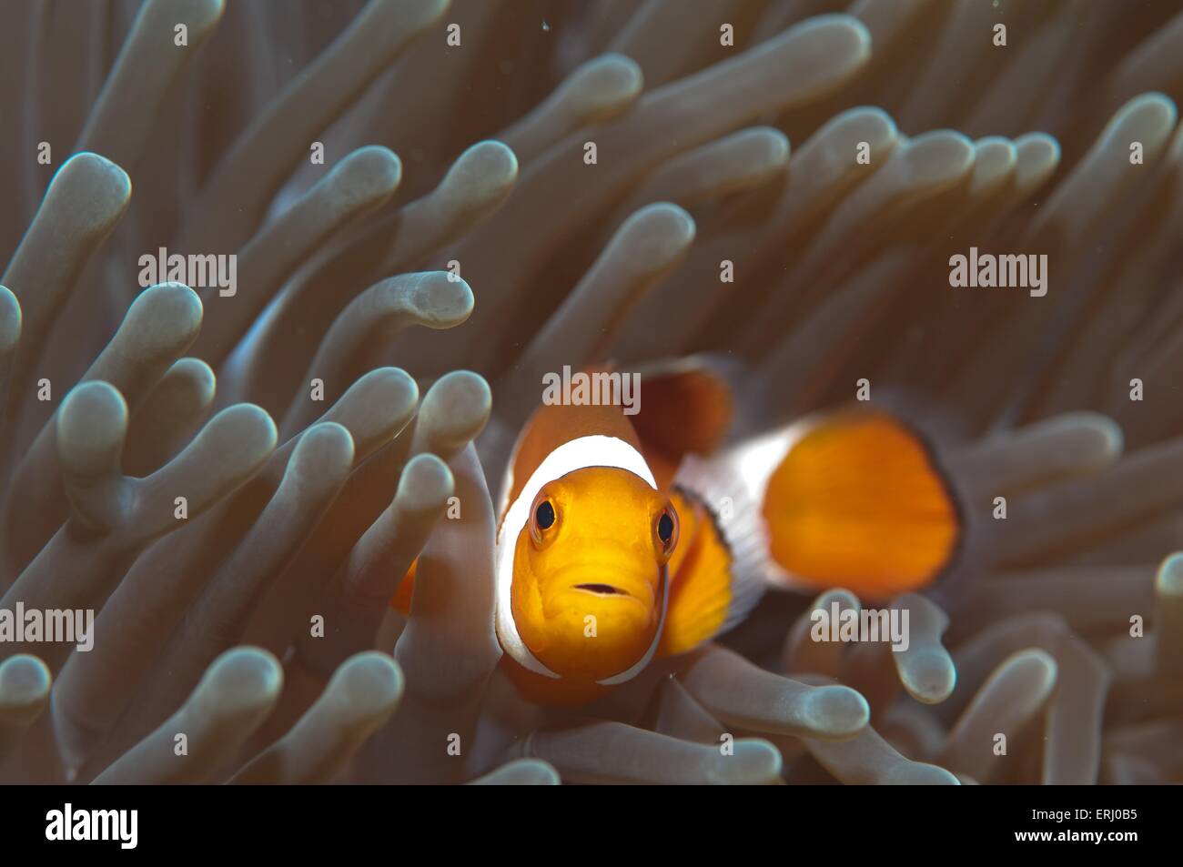 False clown anemonefish Foto Stock