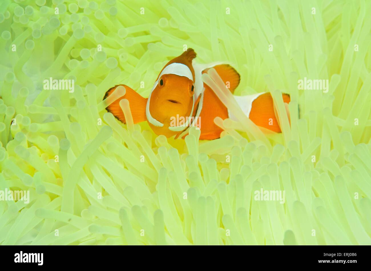 False clown anemonefish Foto Stock